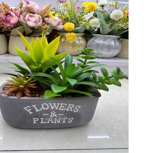 Succulent potted plant